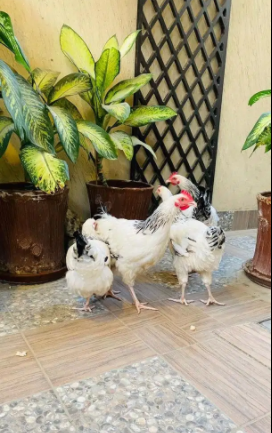 Light Sussex heritage 2 pairs Available for Sale in Karachi