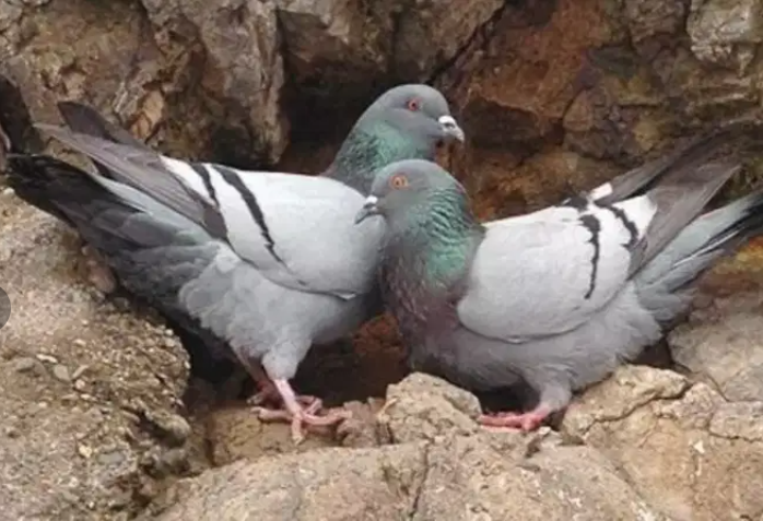 Beautiful pigeon Available for sale in Islamabad