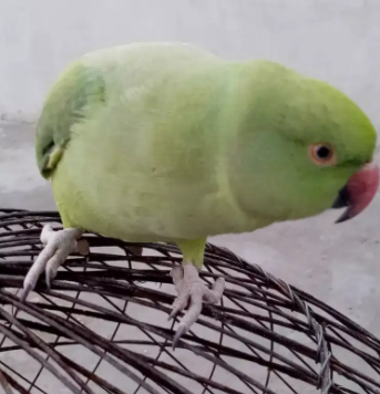 Beautiful Green female Parrot Available for Sale
