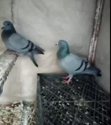 Beautiful pigeon Available for sale in Islamabad