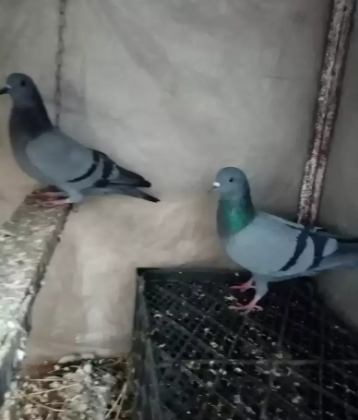 Beautiful pigeon Available for sale in Islamabad