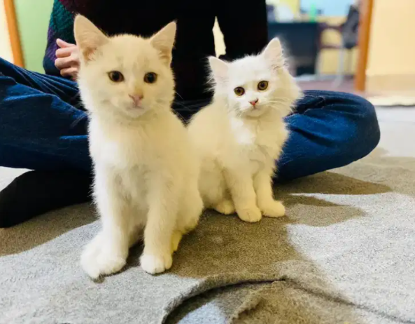 Cat's Available for sale in Sadiq Abad