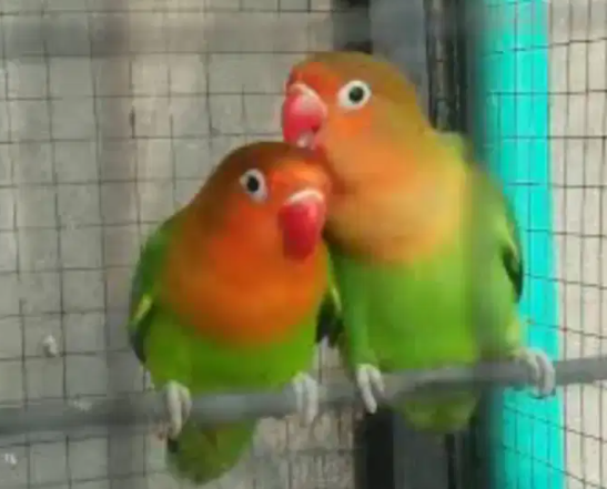 Beautiful Lovebirds Available for sale in Wah Cant