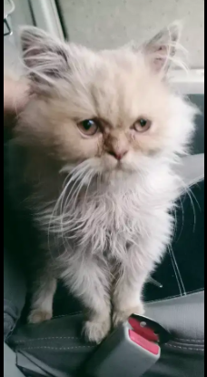 Persian male kitten Available for Sale