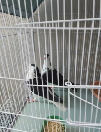 Pigeons Breeder pair Available for Sale