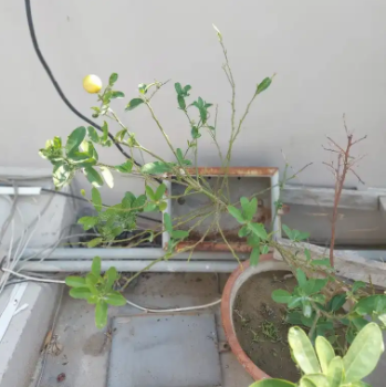 Fruit Plants Available for Sale in Karachi