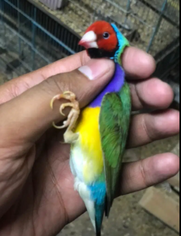 Lady Gouldian Male Available for Sale in Karachi