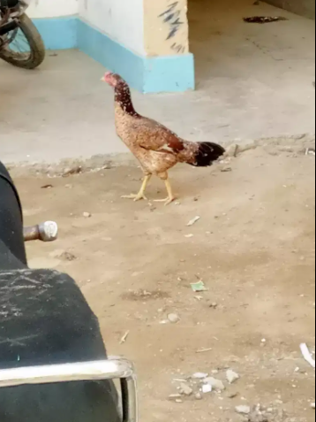 Aseel Hen Available for sale in Karachi