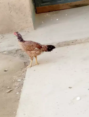 Aseel Hen Available for sale in Karachi