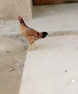 Aseel Hen Available for sale in Karachi