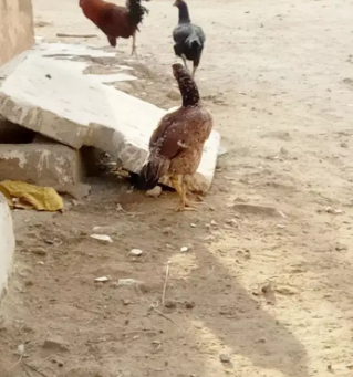 Aseel Hen Available for sale in Karachi