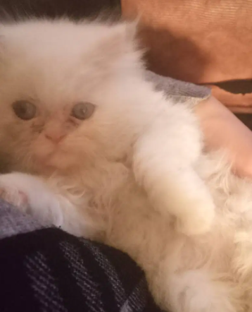 Kitten Available for sale in Islamabad