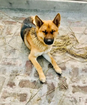 German Shepherd Available for Sale