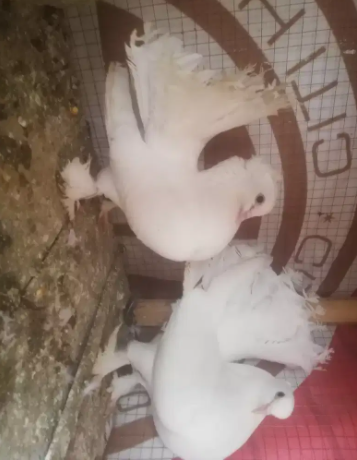 Pure white breeder pair with 2 chicks Available for urgent sale