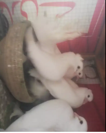 Pure white breeder pair with 2 chicks Available for urgent sale