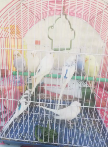 4 Paris red eyes sparrows available for sale