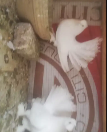 Pure white breeder pair with 2 chicks Available for urgent sale