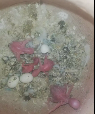 Beautiful Sparrows Available for Sale