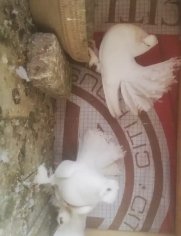 Pure white breeder pair with 2 chicks Available for urgent sale