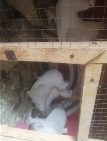 Pure white breeder pair with 2 chicks Available for urgent sale