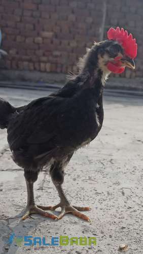 Australorp pure bloodline chicks