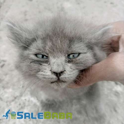 Persian kitten for sale