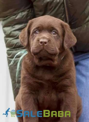 Labrador chocolate pedigree DHA Phase 6, Karachi, Sindh