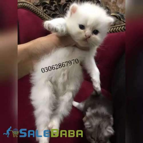 persian Male kitten Sialkot, Punjab, Pakistan