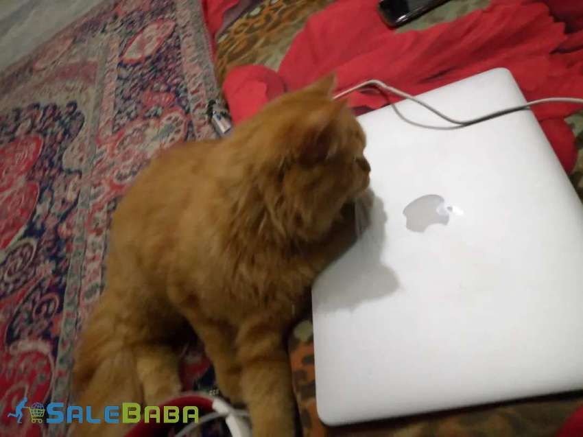 Male cat russian triple coat Soan Garden, Islamabad, Islamabad Capital Territory