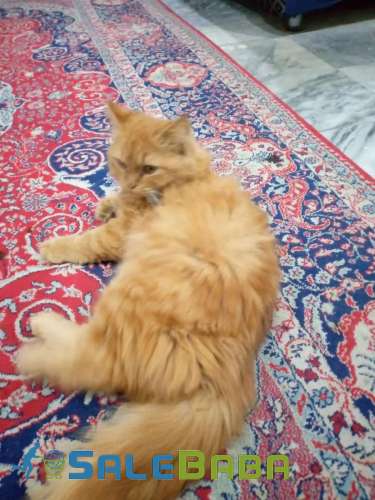Male cat russian triple coat Soan Garden, Islamabad, Islamabad Capital Territory