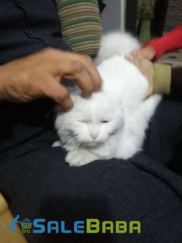 Pure PeRsian female for sale beatifull kitten in Faisalabad