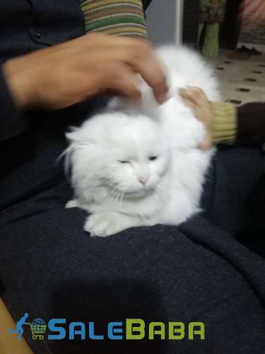 Pure PeRsian female for sale beatifull kitten in Faisalabad