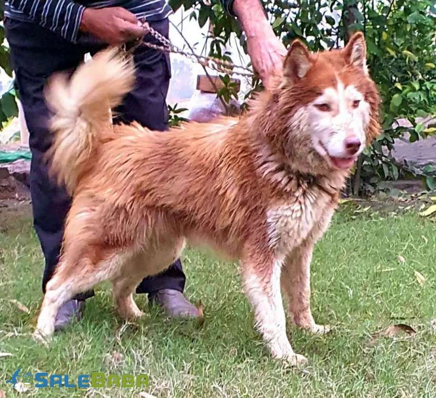 Siberian Husky wooly coat male Sialkot, Punjab, Pakistan