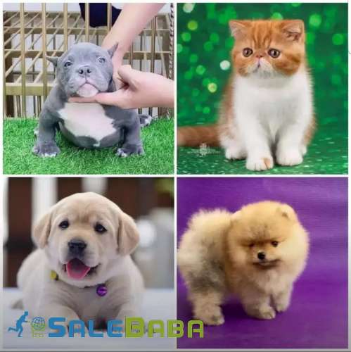 All breed puppies DHA Phase 6, Karachi, Sindh