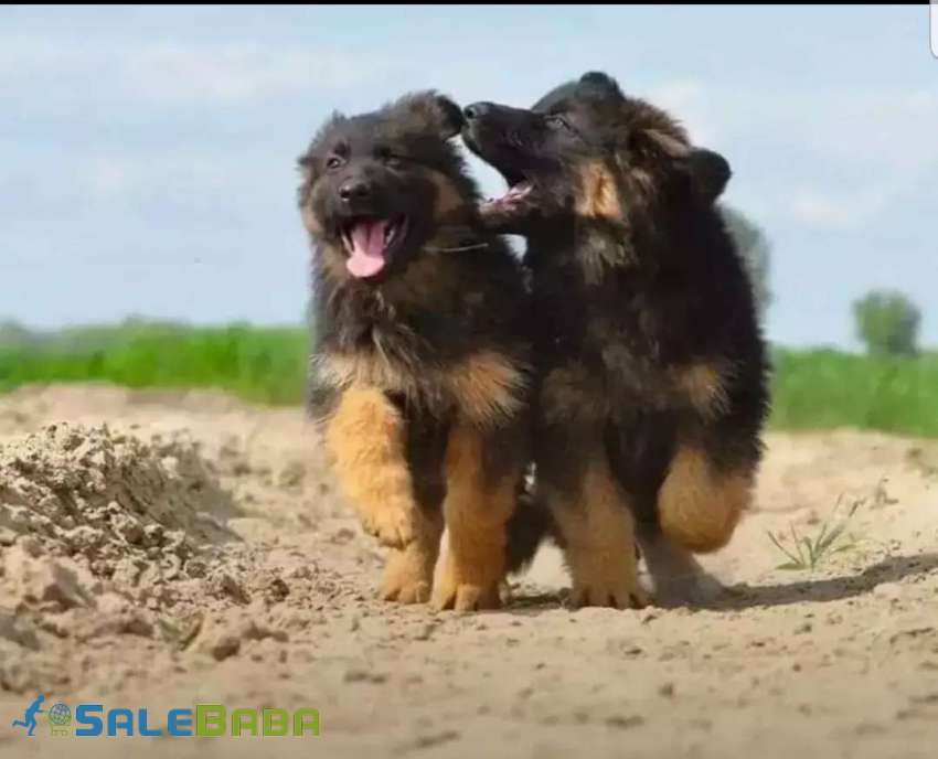 All breed puppies DHA Phase 6, Karachi, Sindh