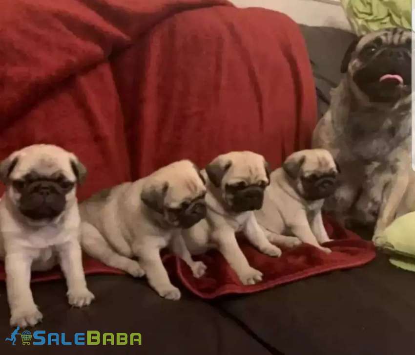 All breed puppies DHA Phase 6, Karachi, Sindh