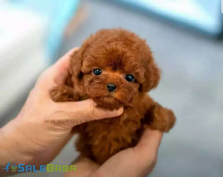All breed puppies DHA Phase 6, Karachi, Sindh
