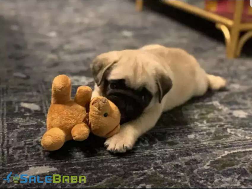 All breed puppies DHA Phase 6, Karachi, Sindh