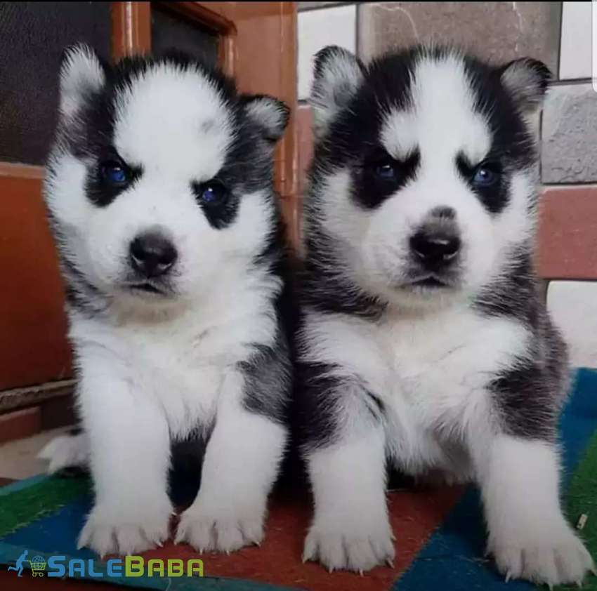 All breed puppies DHA Phase 6, Karachi, Sindh