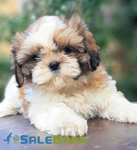 Adorable cottonball show lines shihtzu puppies finest quality in town Blue Bell