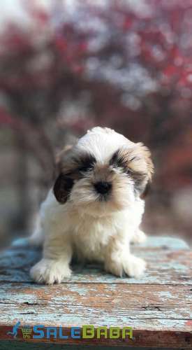 Adorable cottonball show lines shihtzu puppies finest quality in town Blue Bell