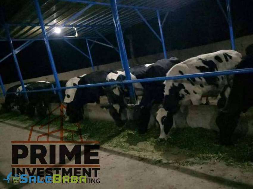 CATTLE FARM FOR SALE Scheme 45, Karachi, Sindh