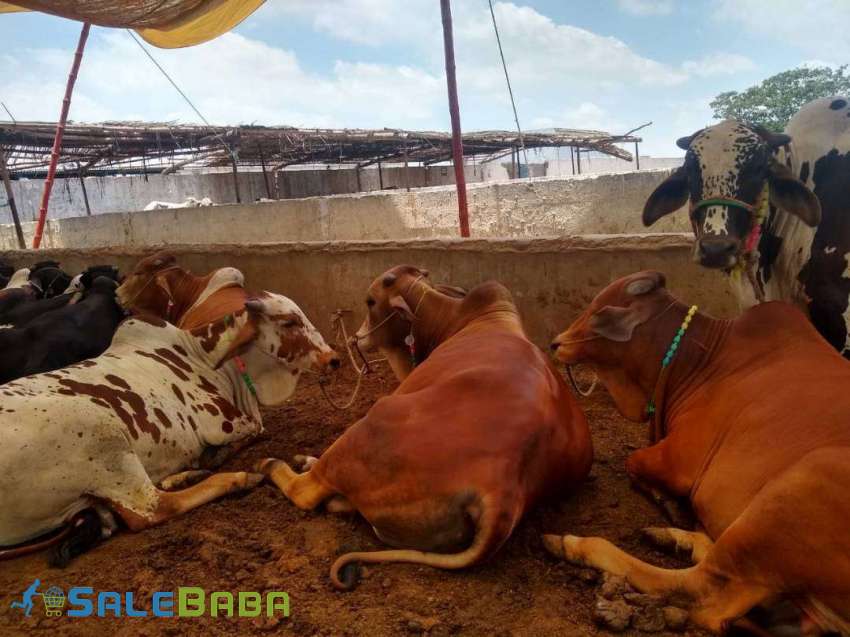 CATTLE FARM FOR SALE Scheme 45, Karachi, Sindh