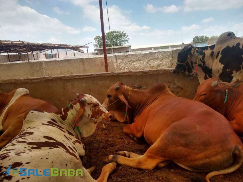 CATTLE FARM FOR SALE Scheme 45, Karachi, Sindh