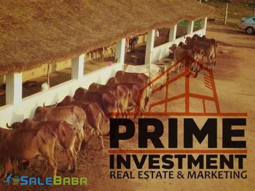 CATTLE FARM FOR SALE Scheme 45, Karachi, Sindh
