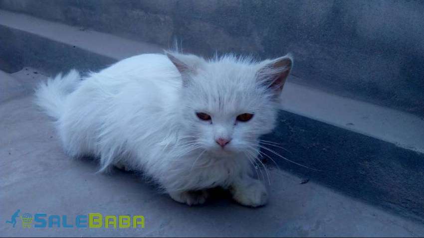 Percian Cat Multan, Punjab, Pakistan