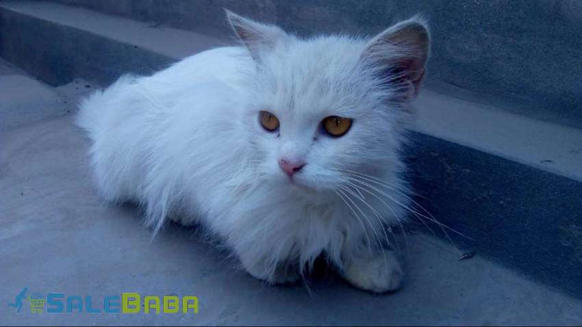Percian Cat Multan, Punjab, Pakistan