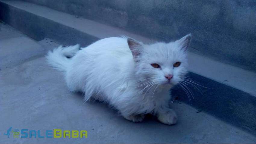 Percian Cat Multan, Punjab, Pakistan