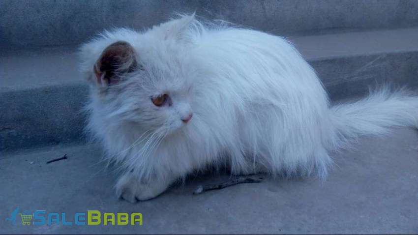Percian Cat Multan, Punjab, Pakistan