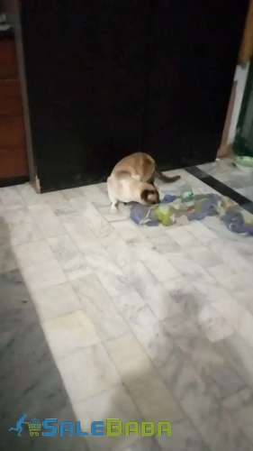 Male cat( no negotiation) Nishat Colony, Lahore, Punjab